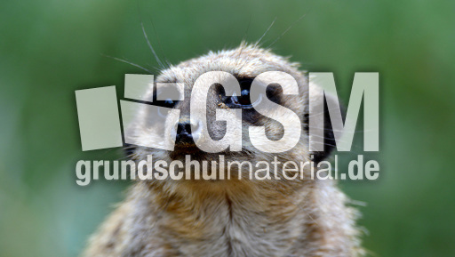 Erdmännchen_a (2).jpg